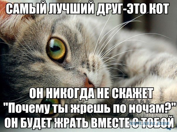 "Оскара" - котикам!