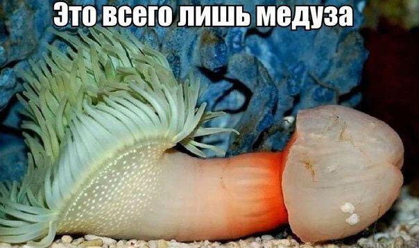 Картинки всякие