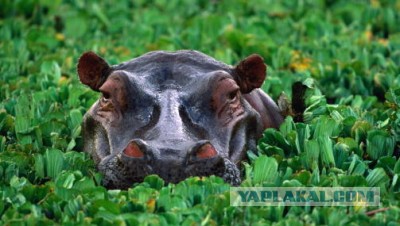 Забавные картинки с девушками