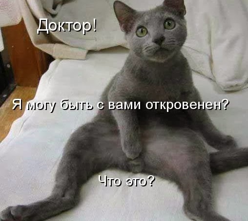 Коты из сети