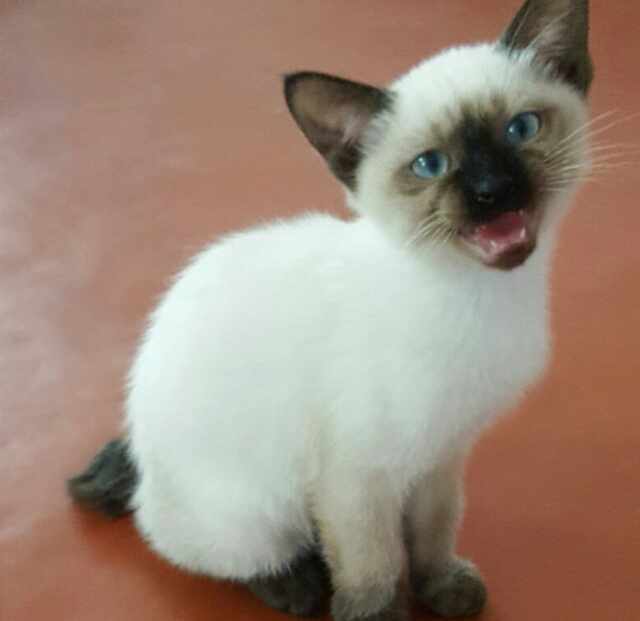 Коты и Кошки