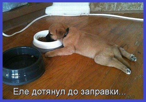 "Учёные доказали, что 50 грамм перед едой..." Смеёмся или нет?