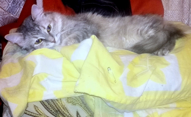 Коты и Кошки