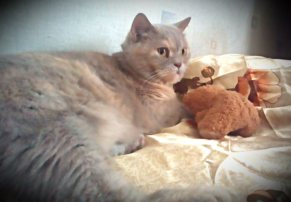Котовторник  06.03.2018