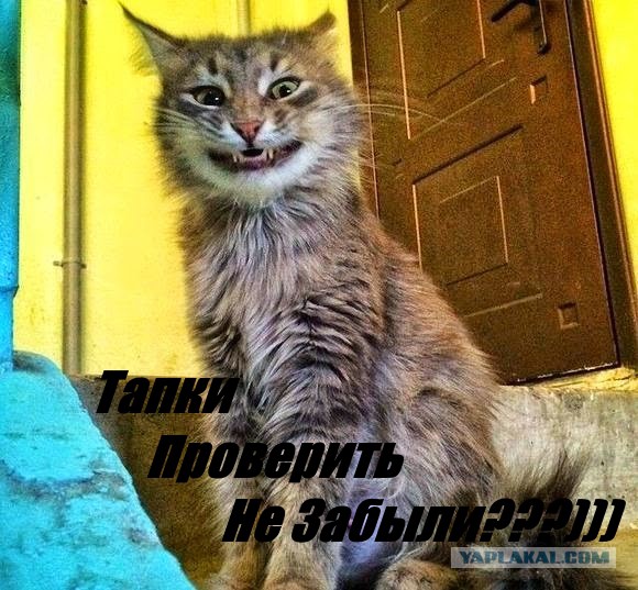 Я все понял. О кошаках