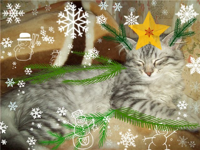 Новогодний КОТОВТОРНИК!