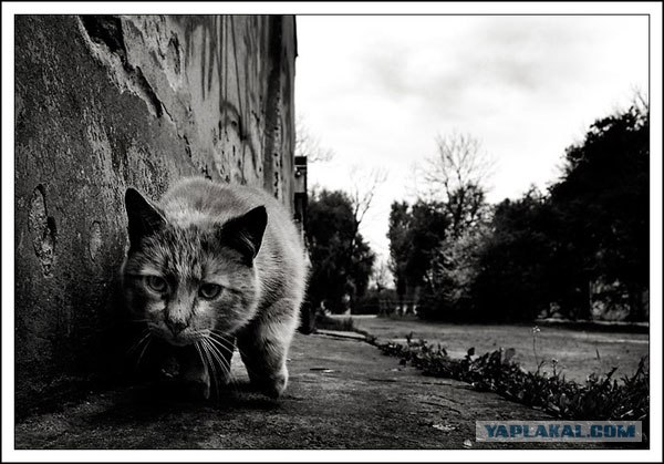 Котовторник