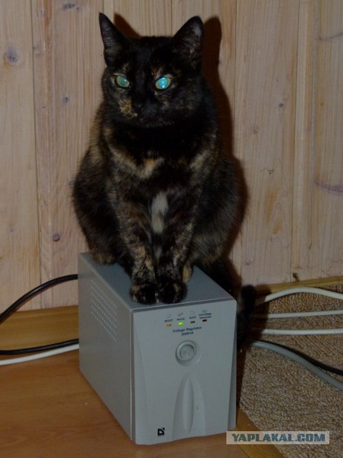 Начинаем котовторник!