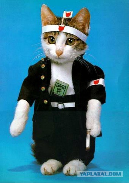 Котовторник объявляется открытым!