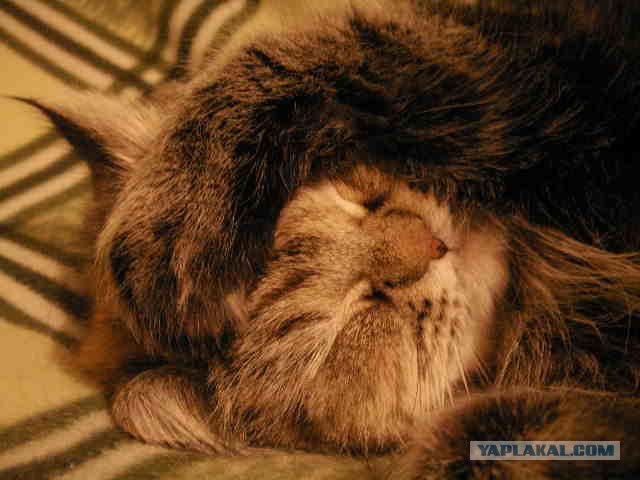 Котовторник в "КотоГетто"