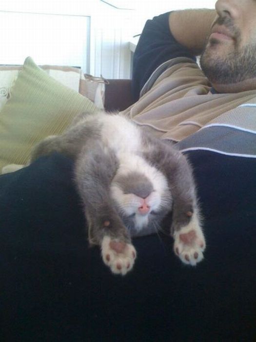 Котовторник!