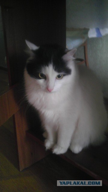 Котовторник 27.03.2012