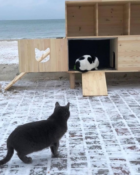Прикольных котов пост