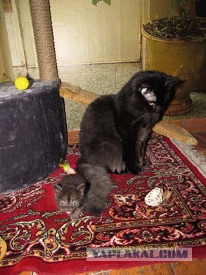 Котовторник 29.05.2012