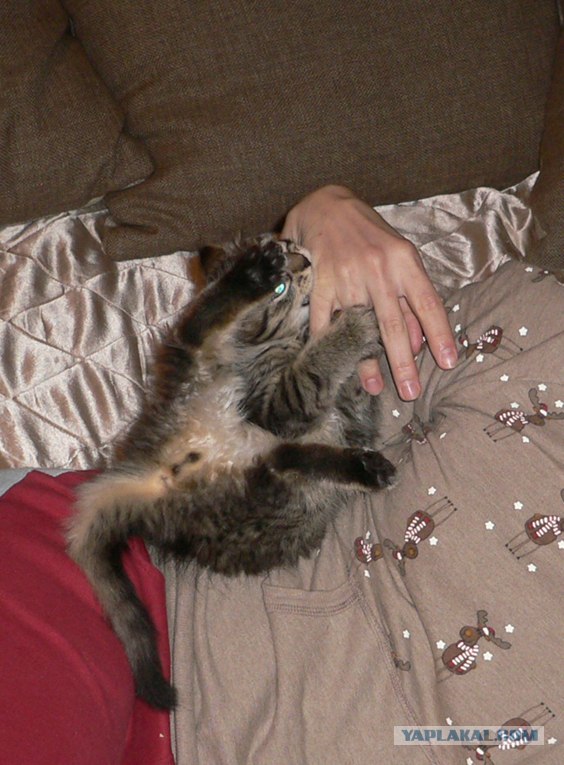 Котовторник 31.07.2012 г.