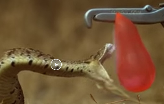 Змея кусает шарик с водой. В очень замедленном воспроизведении