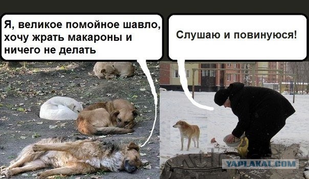В Питере люди собрали бездомной собаке по имени Наталья Николаевна 13 000 рублей на операцию