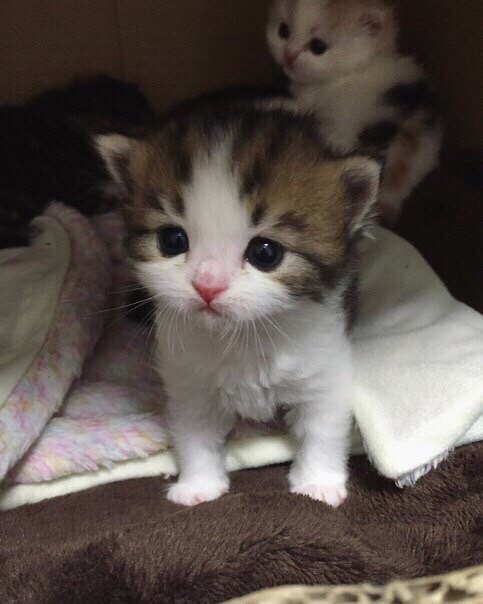 Коты из сети