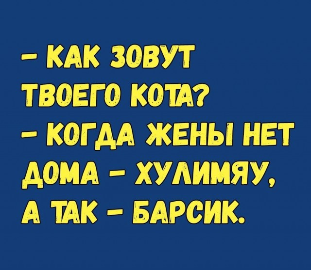 Учёные выяснили, что кошки мяукают специально для человека