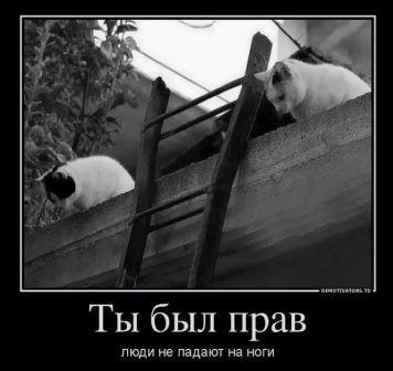 Бросок кошки