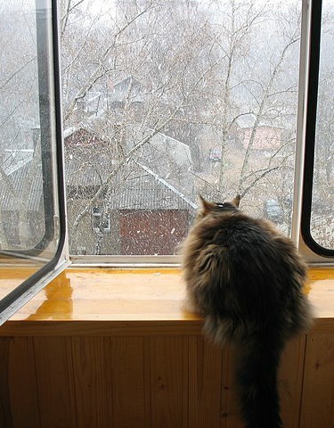 Последний котовторник 2020 года