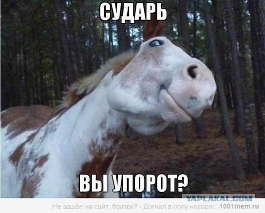 Таксидермия + наркомания