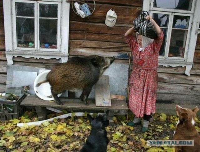 С приветом из деревни
