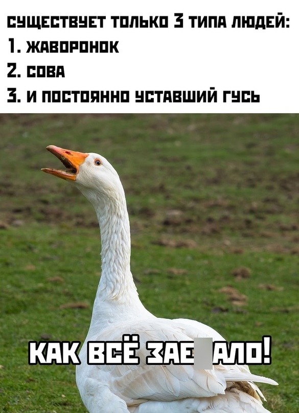 Весёлый полтишок 05.11