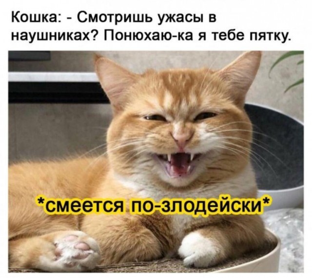 Картинки и мемы для настроения - 29