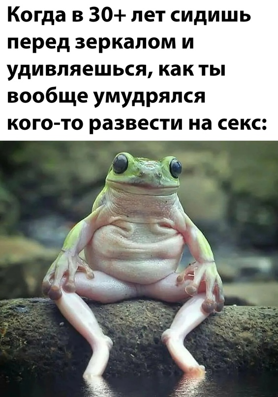 Весёлый полтишок 08.11.22