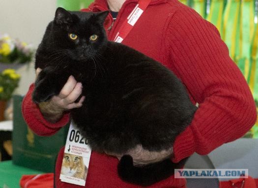 Чёрные коты не такие