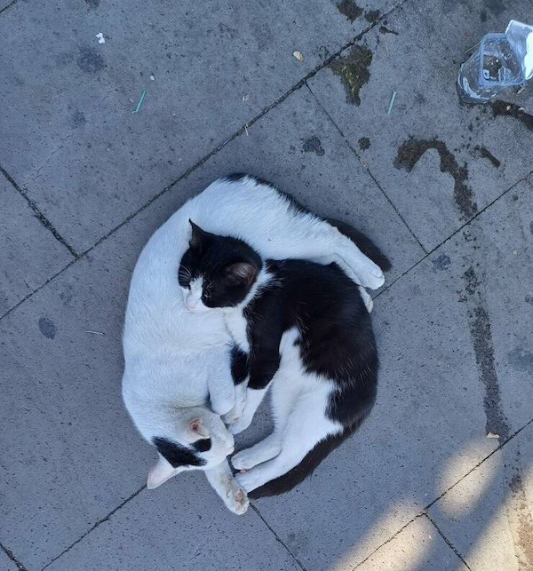 ФотоВинегрет