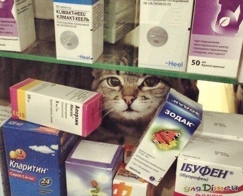 Аптеки и котики