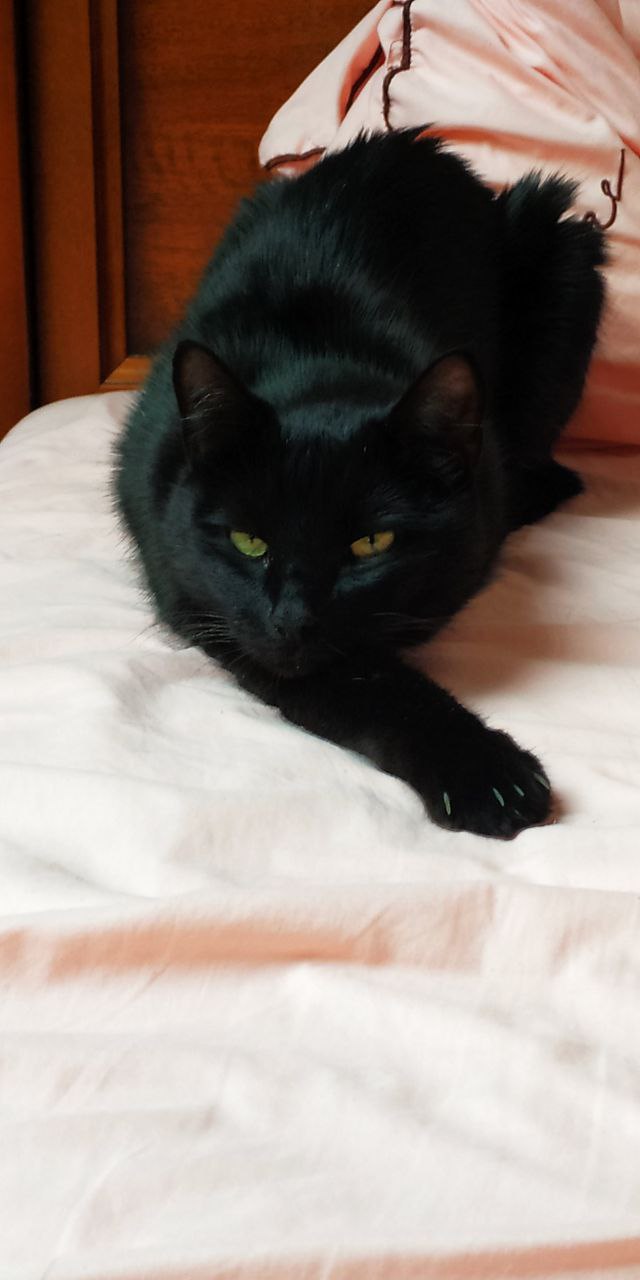 Котик дома!