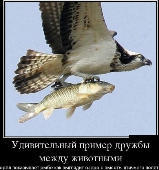 Тысячи лет эволюции, естественного отбора, конкурентной борьбы - и природа создала эту совершенную машину для ловли рыбов!
