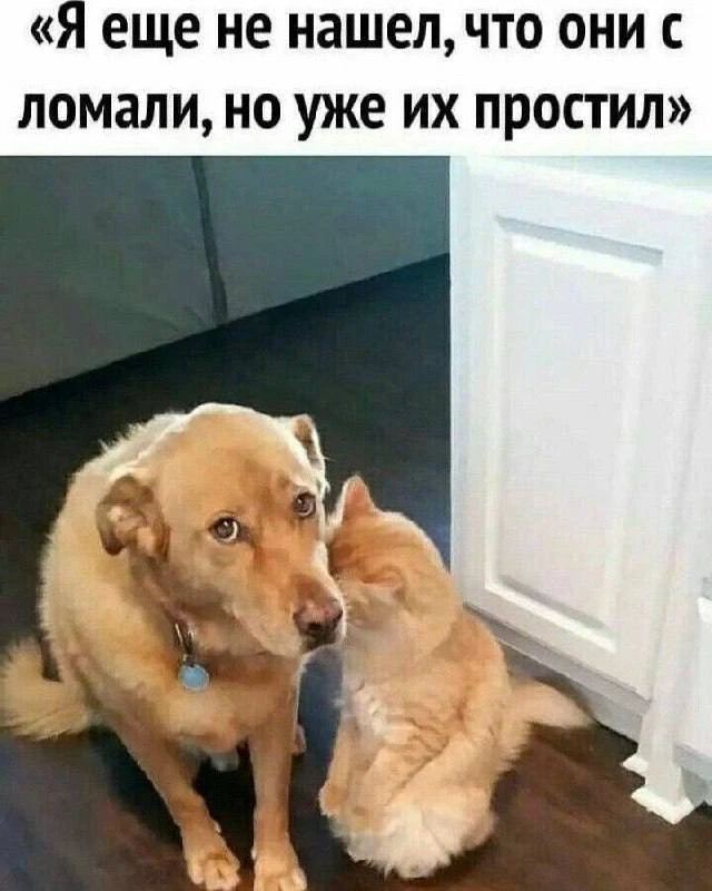 Картинки для деградации 260 (разной степени свежести)