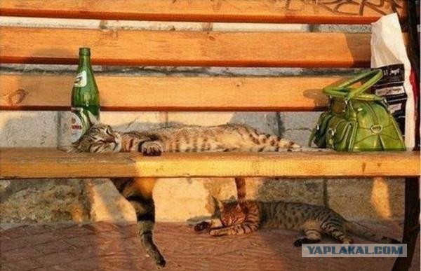 Котейка, который не знает как лежат котейки