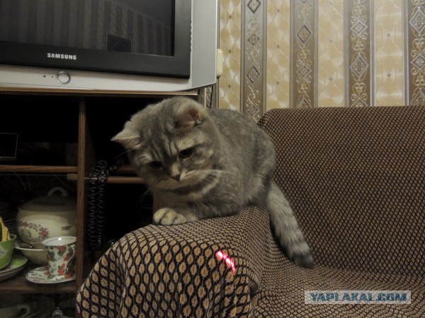 Котовторник 29.10.2013