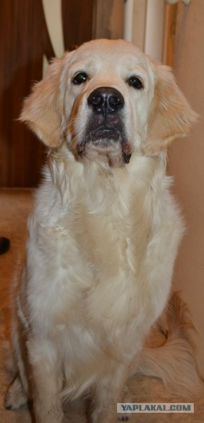 Собакочетверг на 02.01.2014