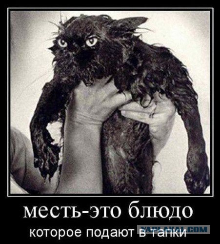 Моя кошка любит принимать ванну вместе со мной