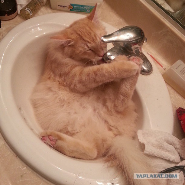 Котовторник 27.01.2015