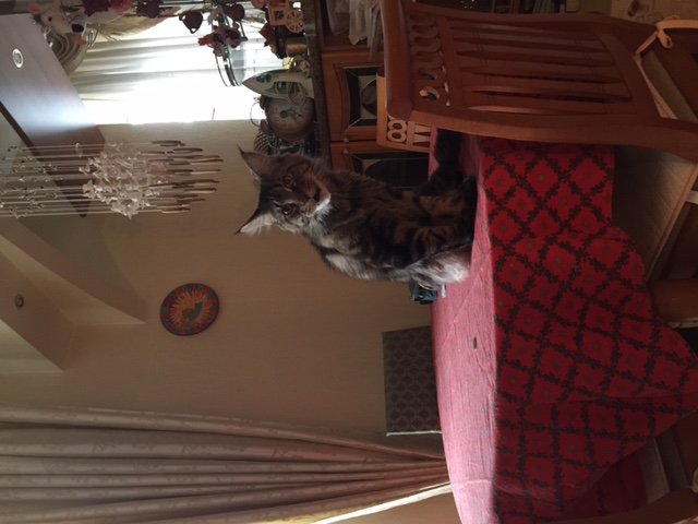 Котовторник 27.01.2015