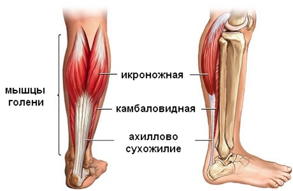 Жим ногами