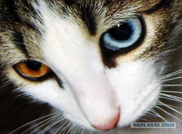 Котовторник