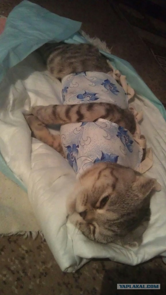 Жизнь как она есть...
