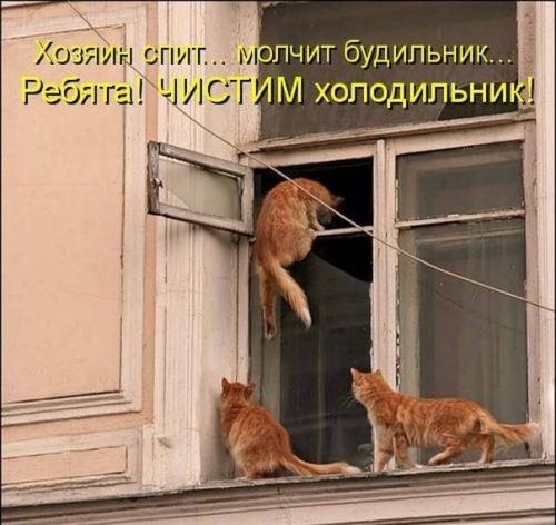 Котовторник