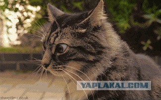Плюшкиным посвящается