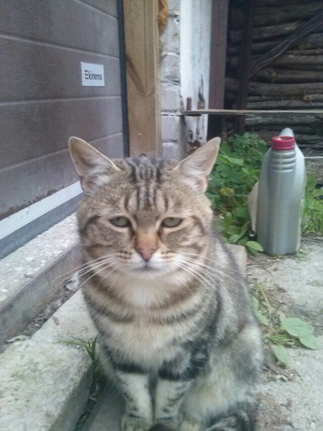 Котовторник 15.12.2015