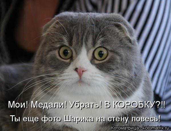 Удивление по-кошачьи
