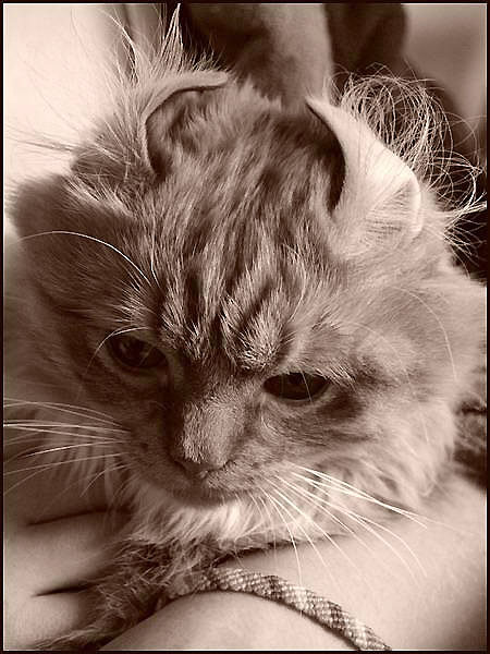 Коты, кошки, котята